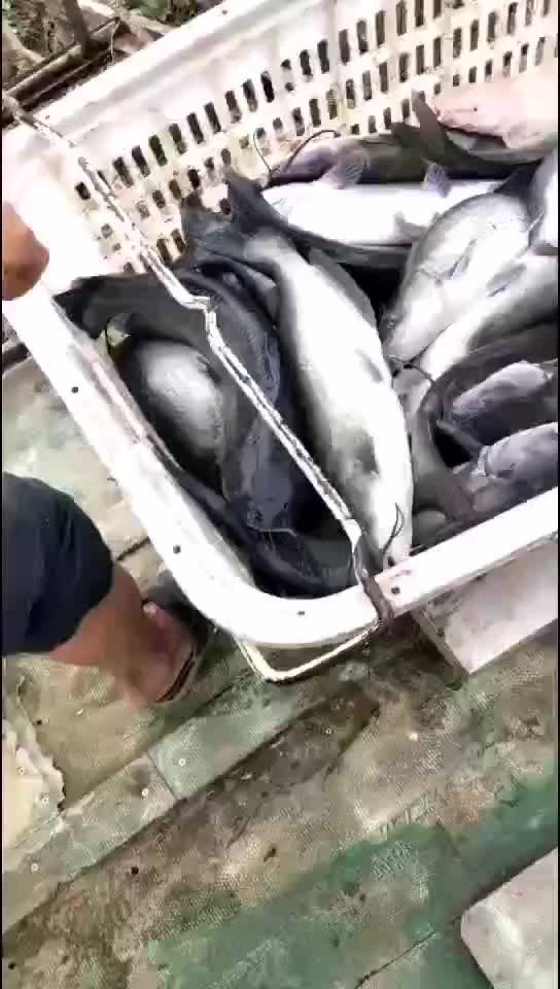 鮰鱼精品叉尾鮰鱼