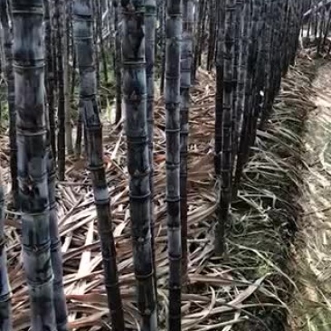 甘蔗
