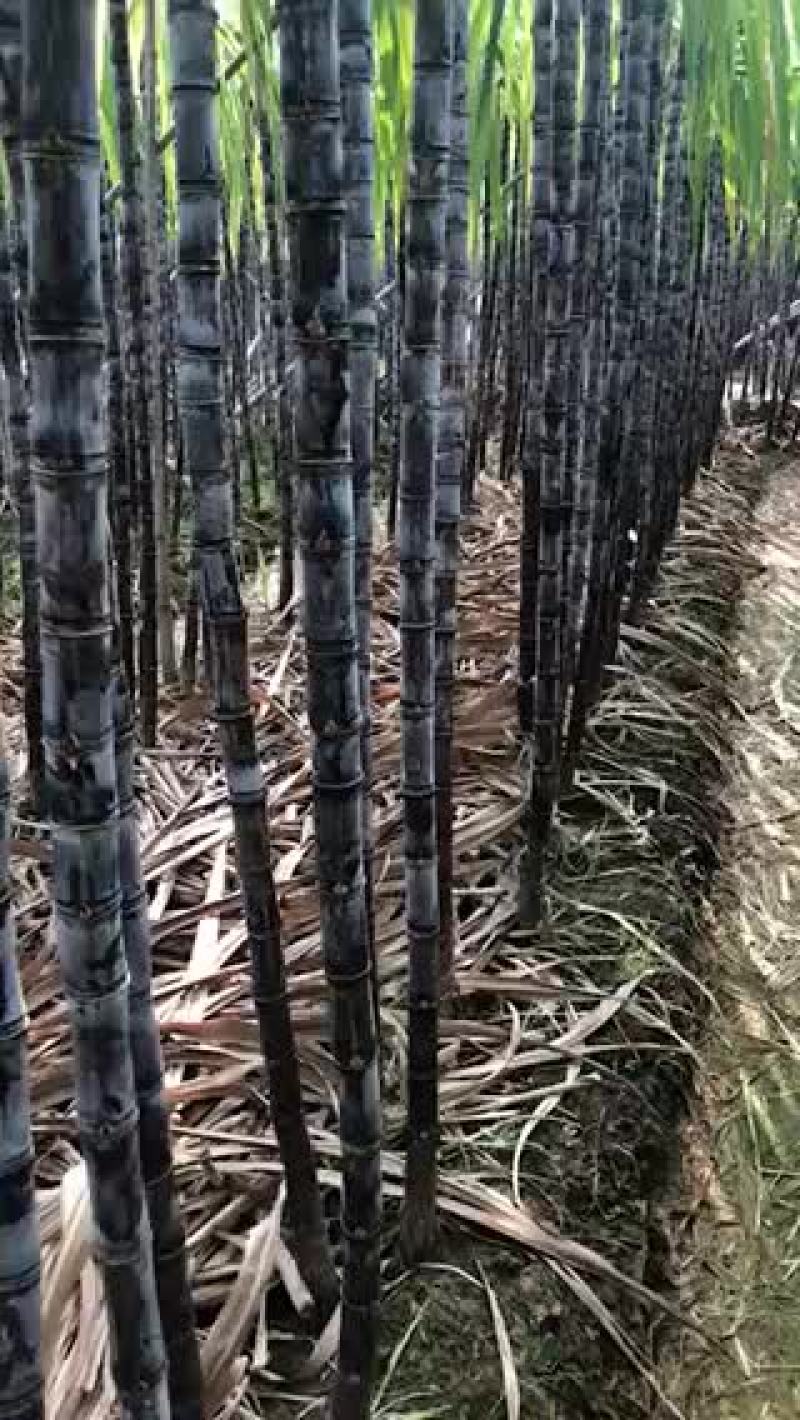 甘蔗