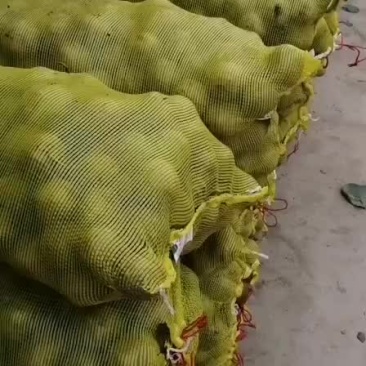 猕猴桃(秦美)