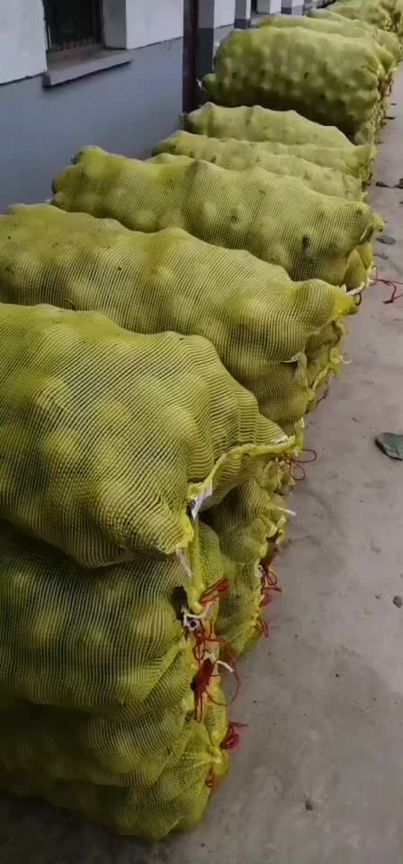猕猴桃(秦美)
