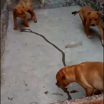 比特犬