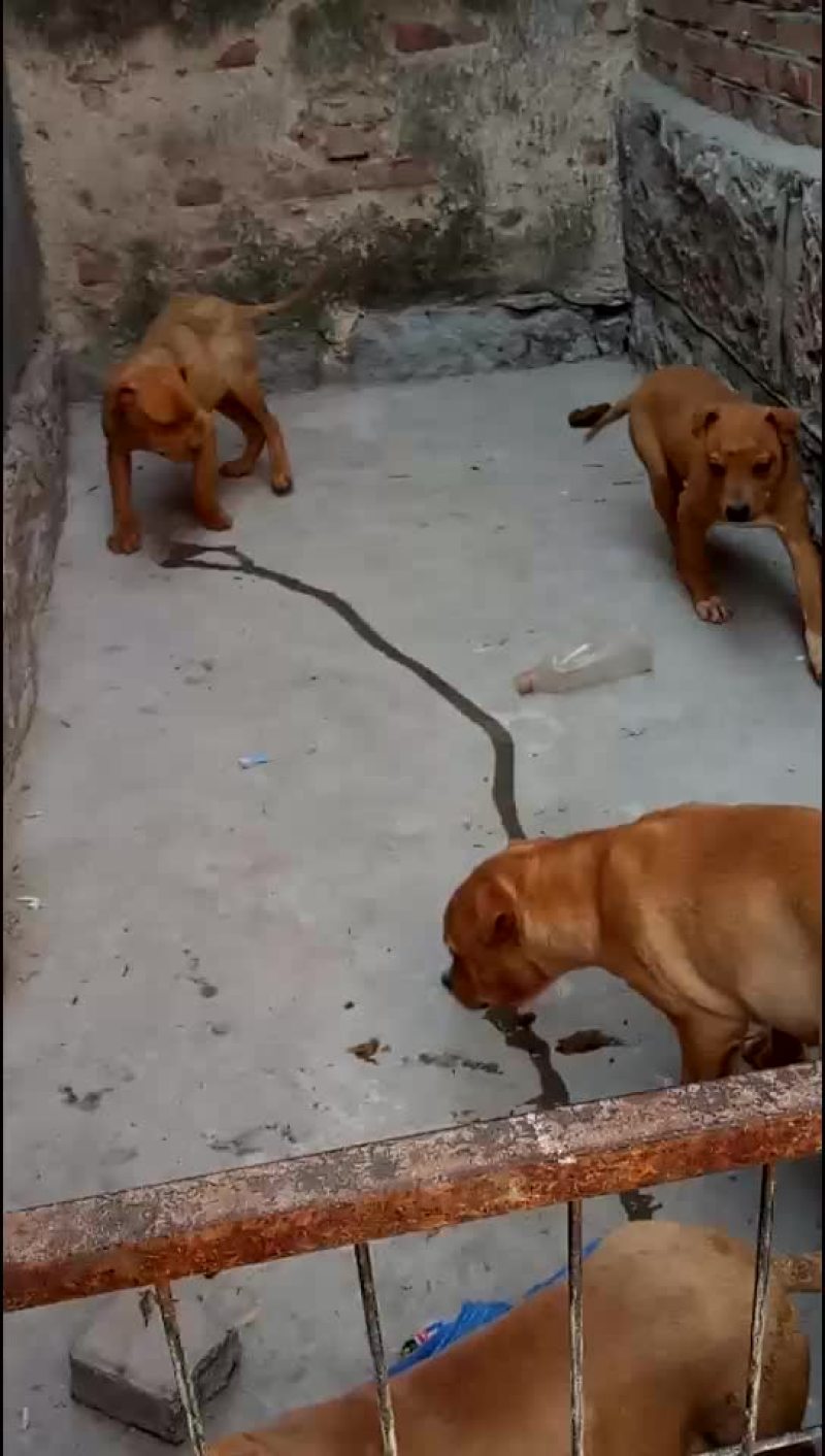 比特犬