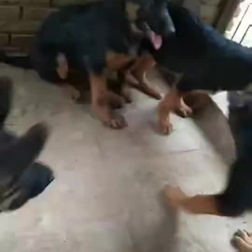 德牧