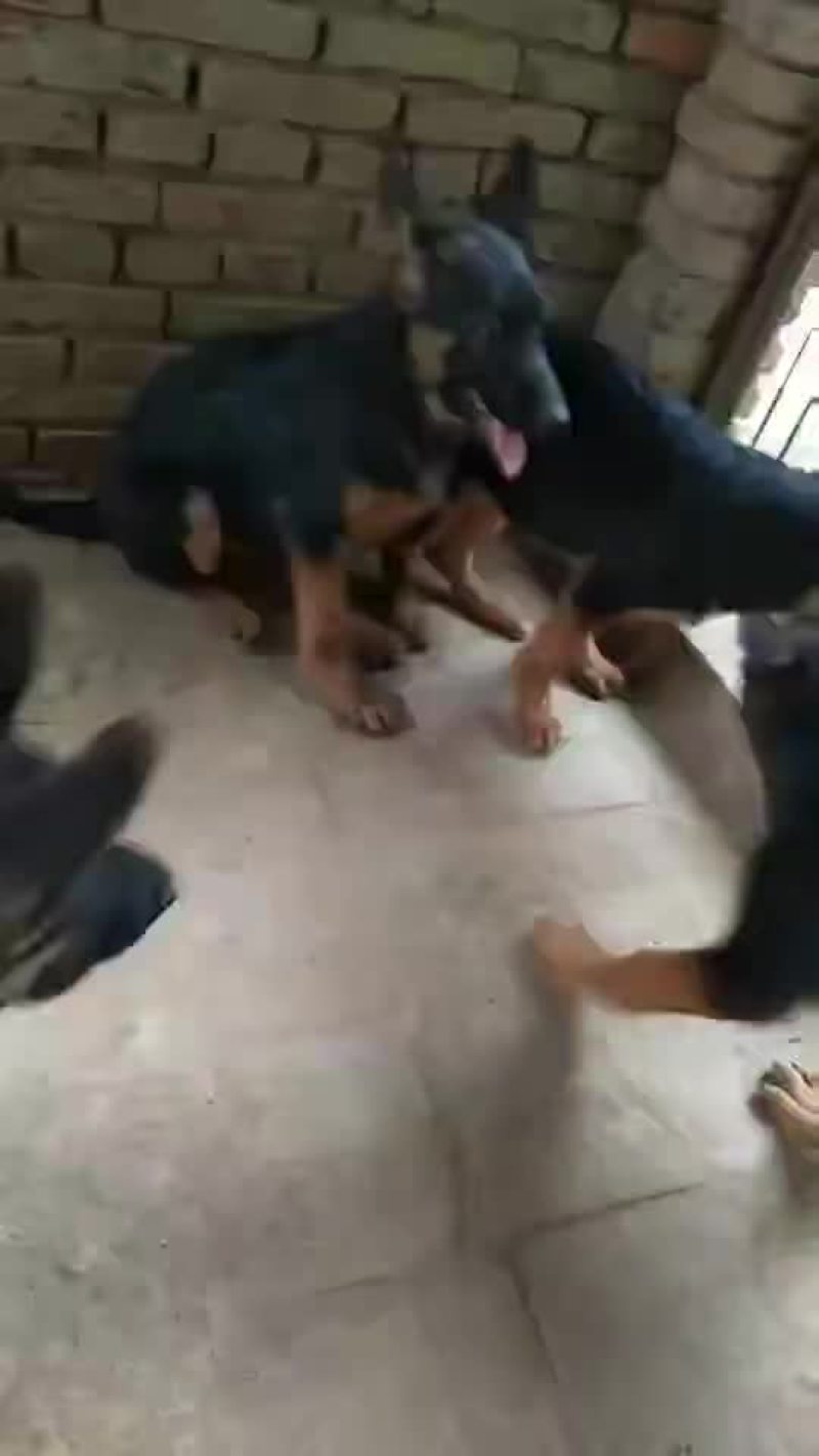 德牧