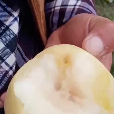 冬桃