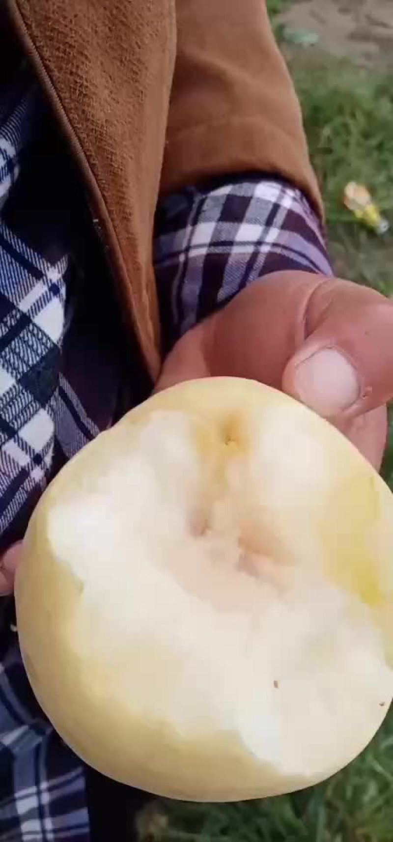 冬桃