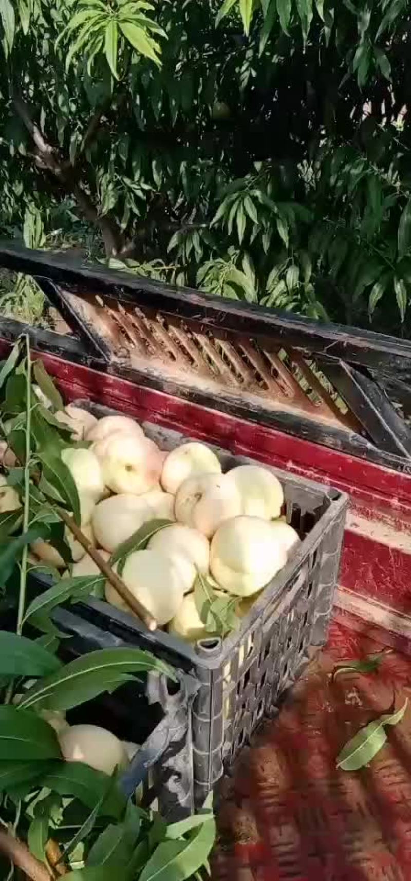 冬桃
