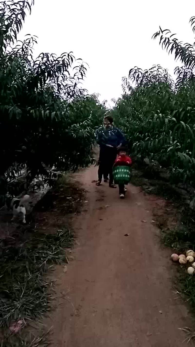 冬桃