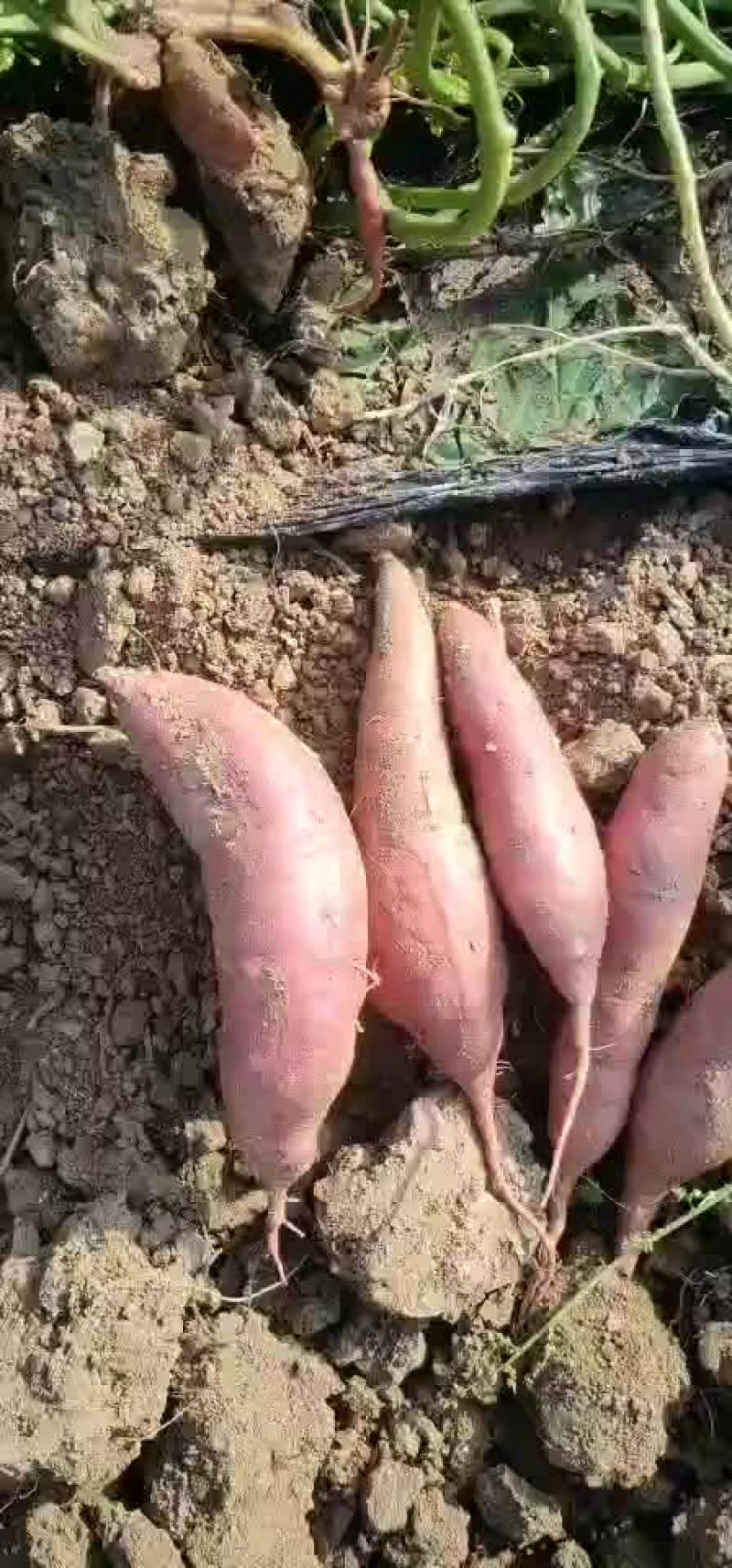红薯西瓜红