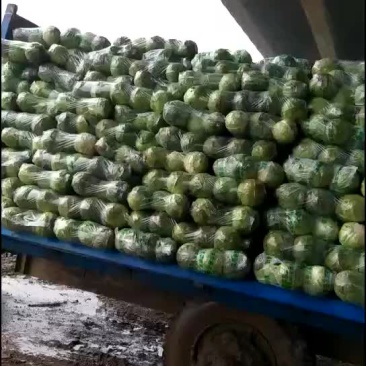 甘蓝，包菜，量大，诚信经营每天供应新鲜蔬菜