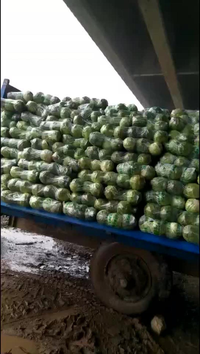 甘蓝，包菜，量大，诚信经营每天供应新鲜蔬菜