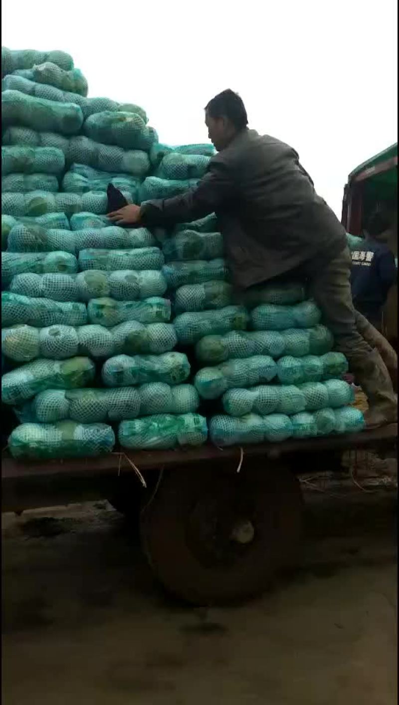 甘蓝，包菜，量大，诚信经营每天供应新鲜蔬菜