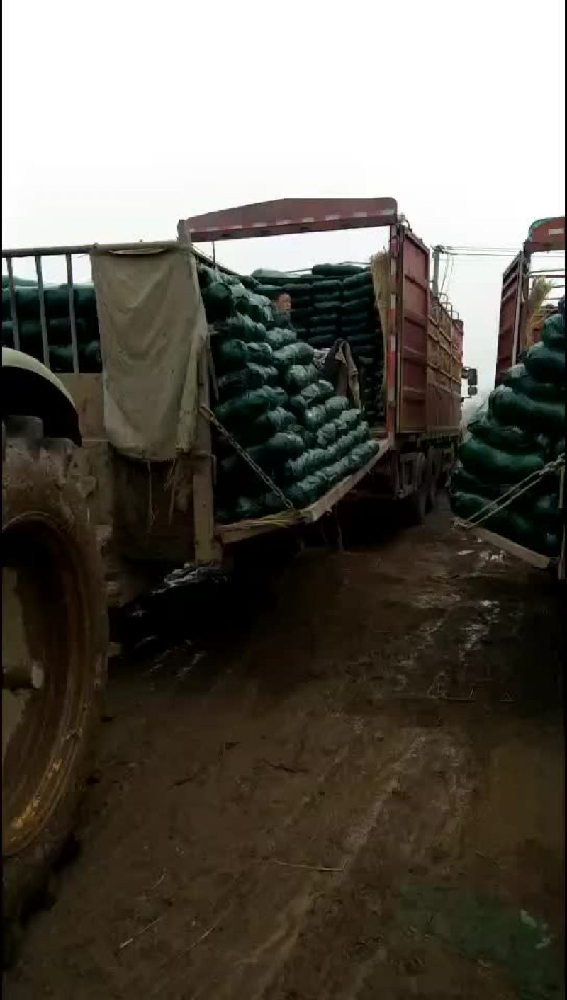 甘蓝，包菜，量大，诚信经营每天供应新鲜蔬菜