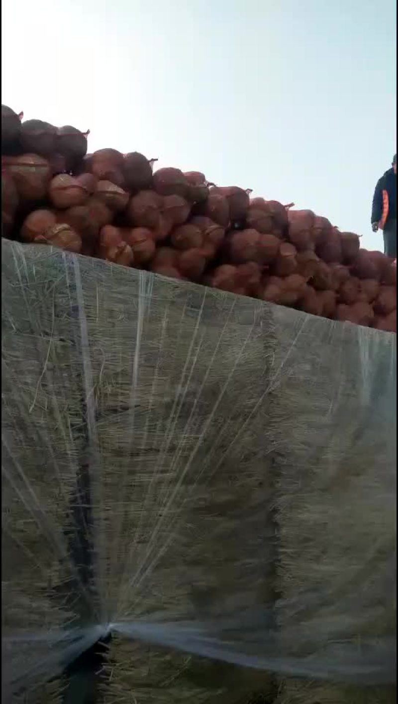 甘蓝，包菜，量大，诚信经营每天供应新鲜蔬菜