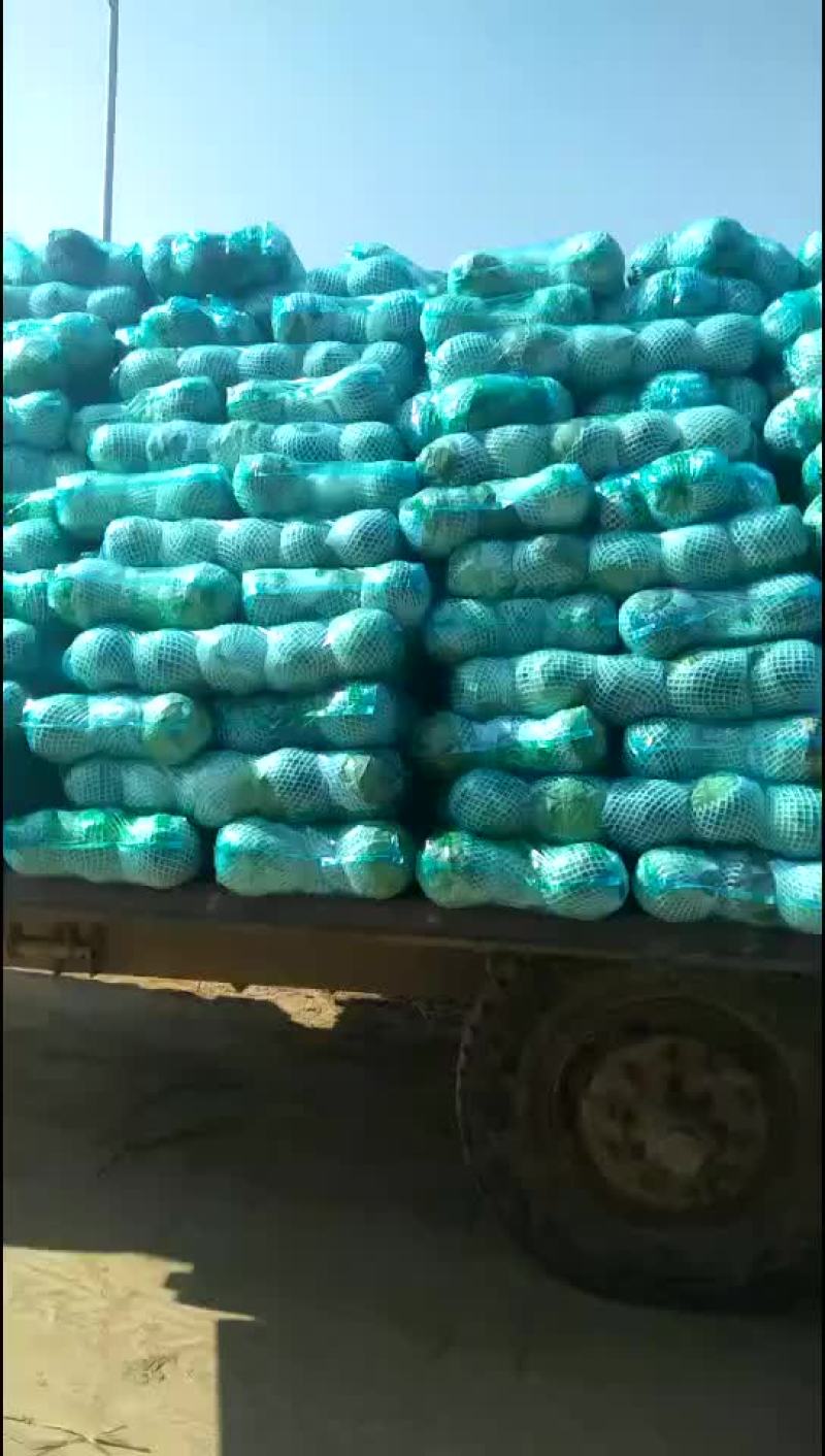 甘蓝，包菜，量大，诚信经营每天供应新鲜蔬菜