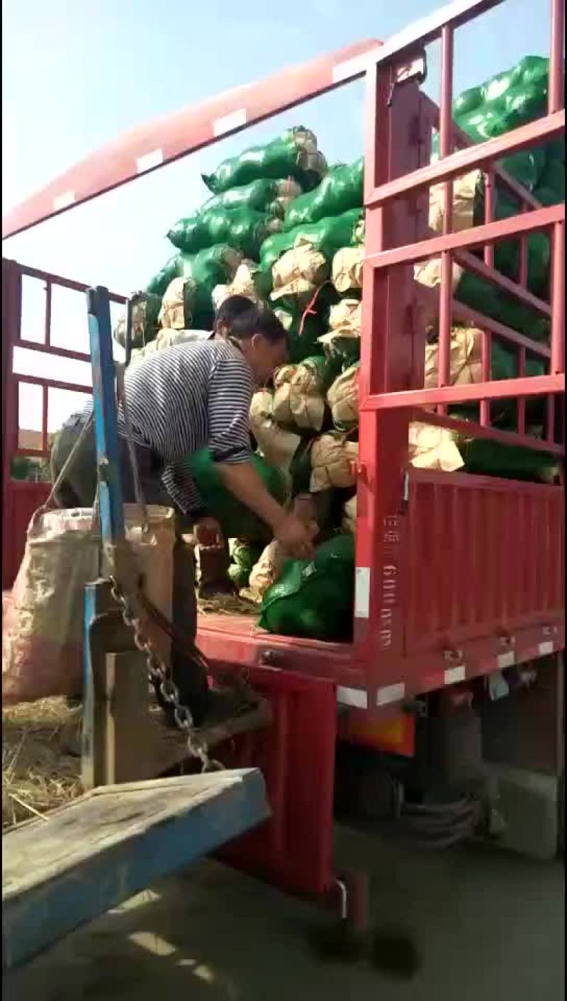 甘蓝，包菜，量大，诚信经营每天供应新鲜蔬菜