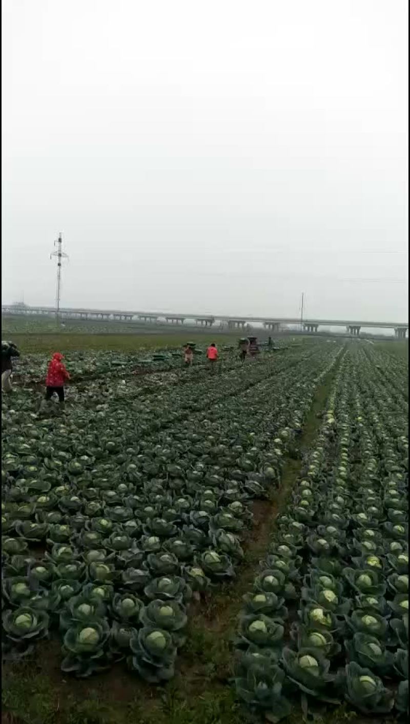 甘蓝，包菜，量大，诚信经营每天供应新鲜蔬菜
