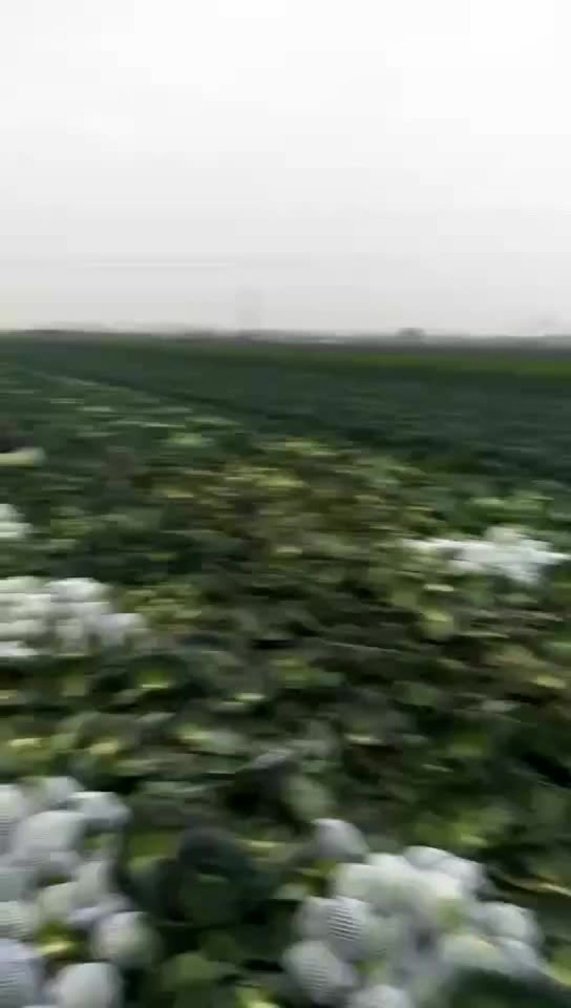 甘蓝，包菜，量大，诚信经营每天供应新鲜蔬菜