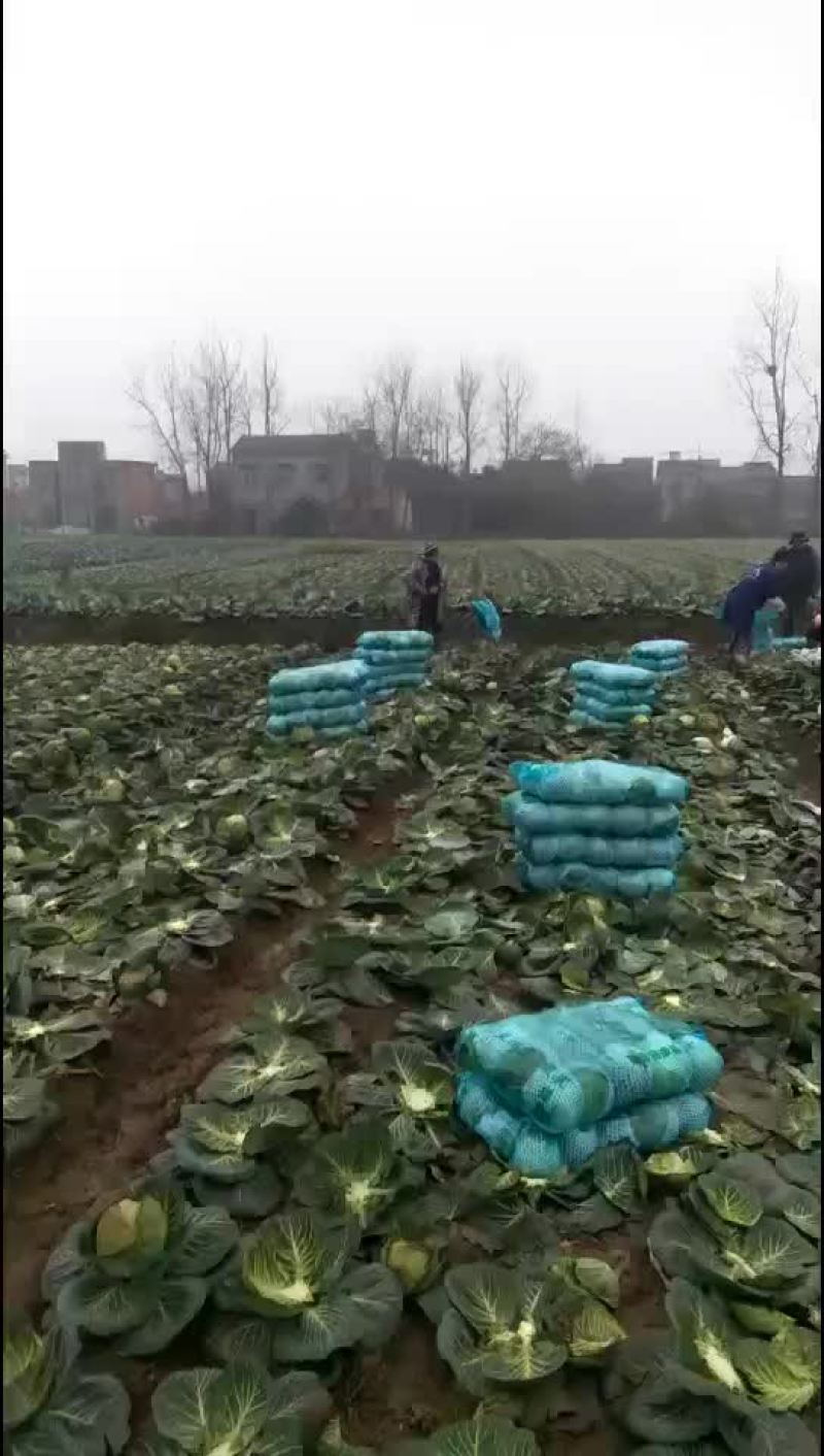 甘蓝，包菜，量大，诚信经营每天供应新鲜蔬菜