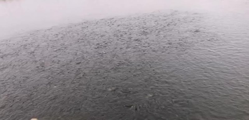 大量出售青鱼苗草鱼苗种