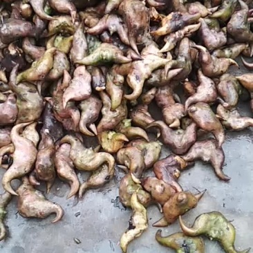 菱角牛角菱丰菱老菱角