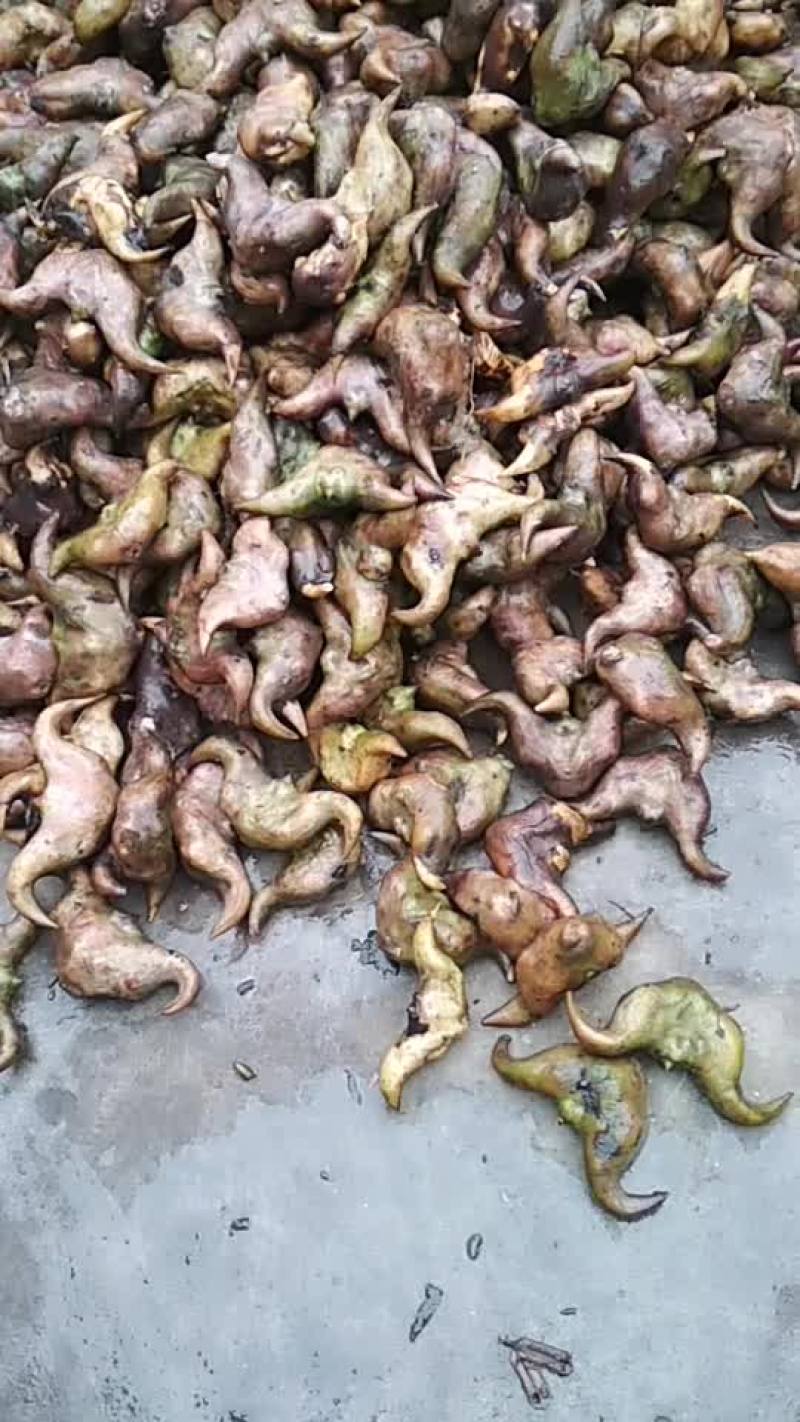 菱角牛角菱丰菱老菱角
