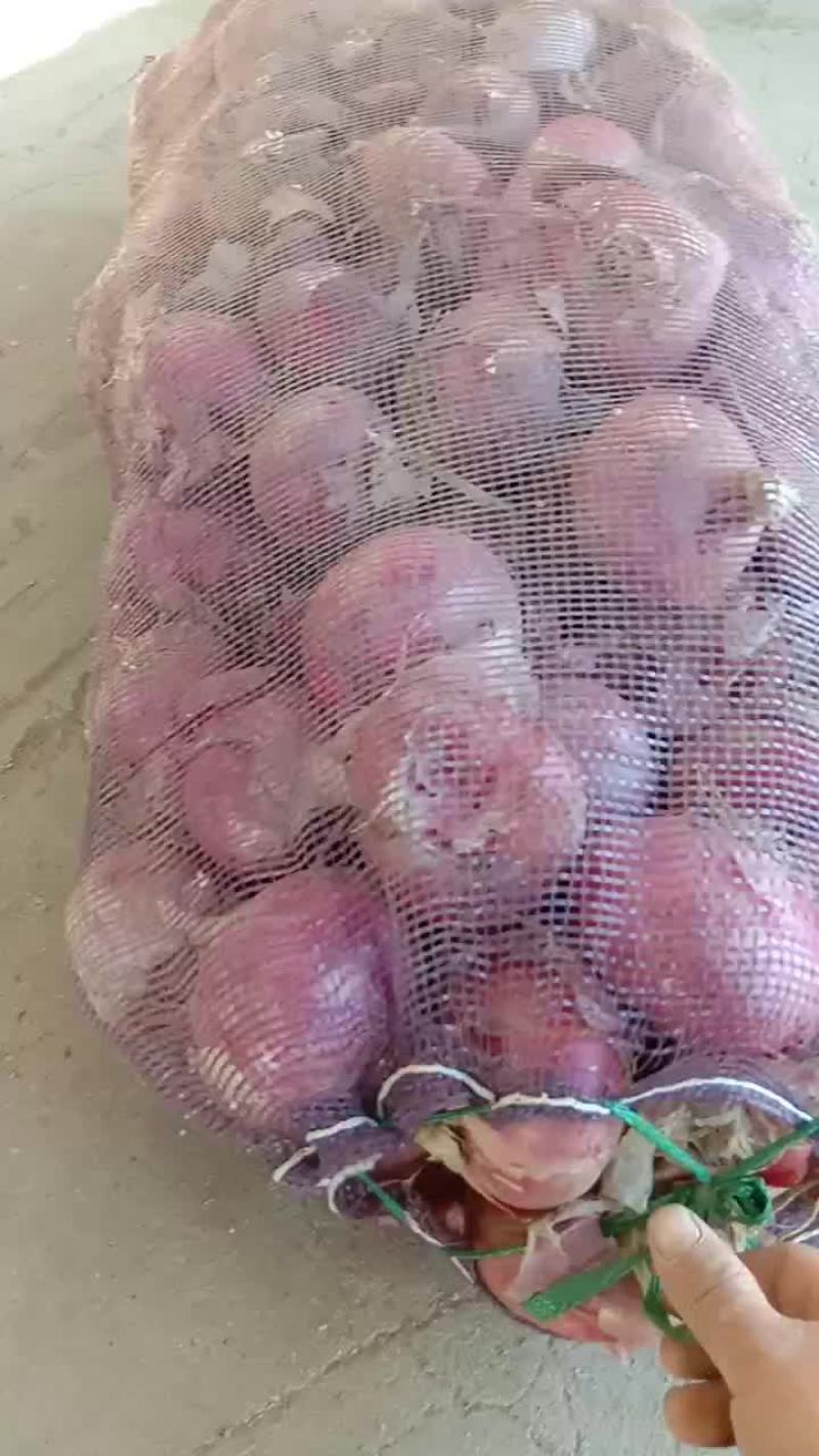 大量供应二红洋葱