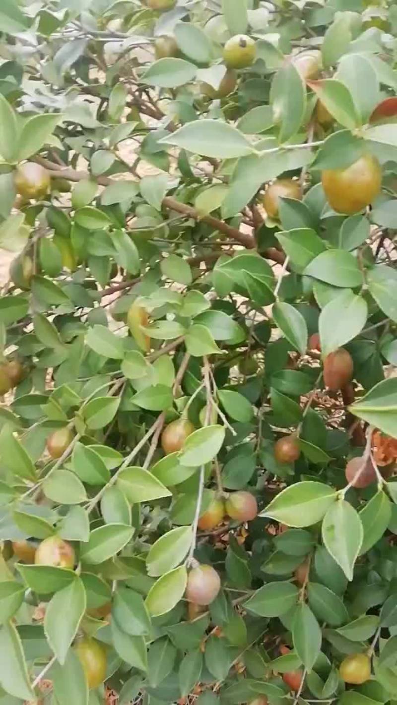 油茶包