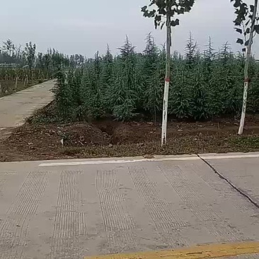 雪松