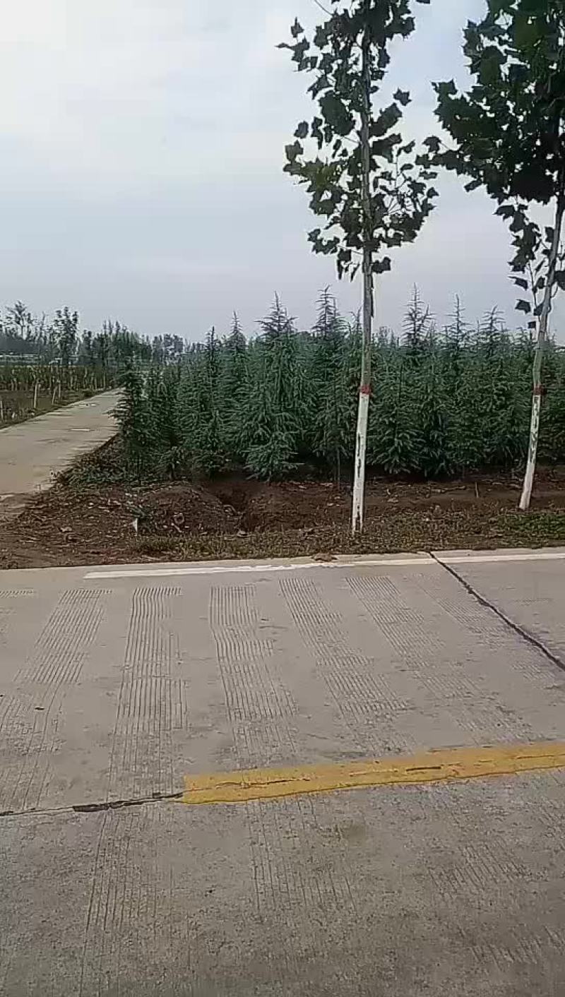 雪松