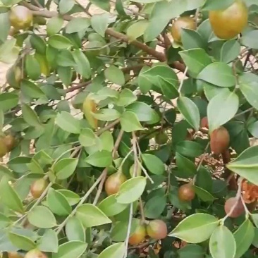 油茶包