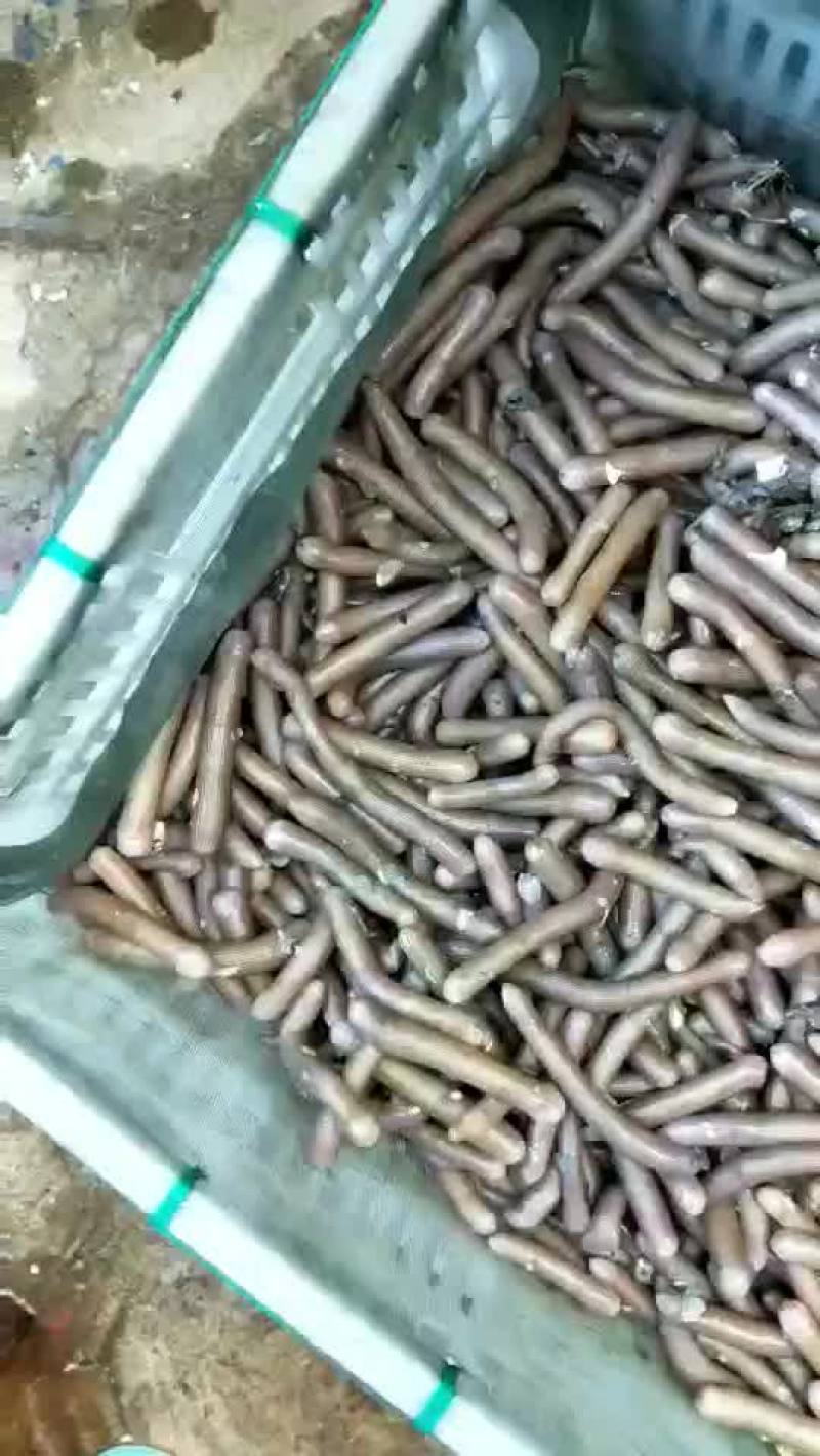 福建本地鲜活沙虫批发（巨鲸水产出品）