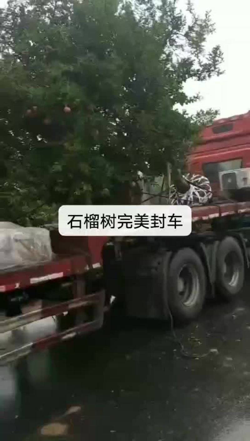 大型规格石榴树