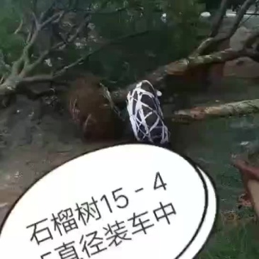 大型规格石榴树