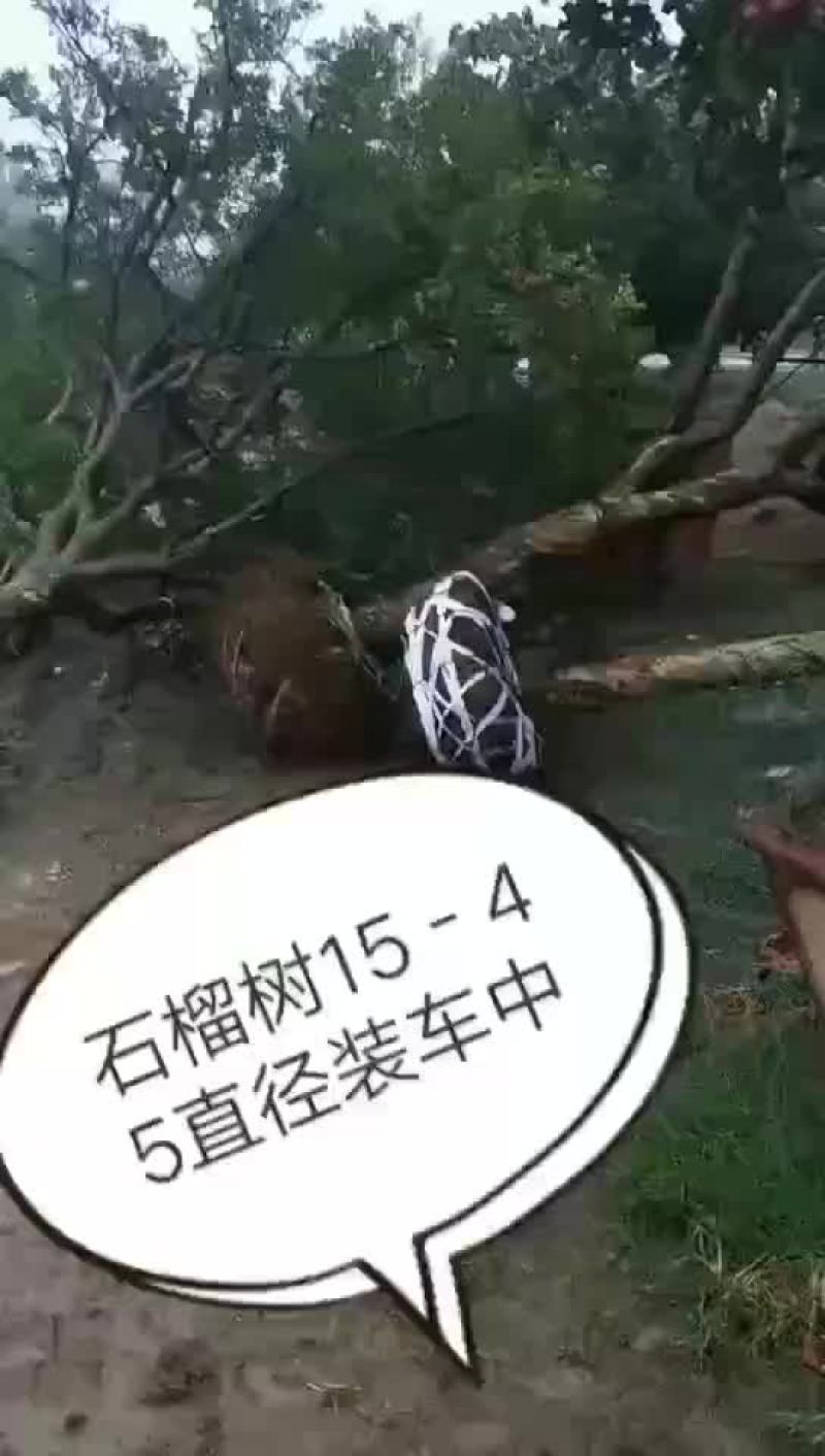 大型规格石榴树