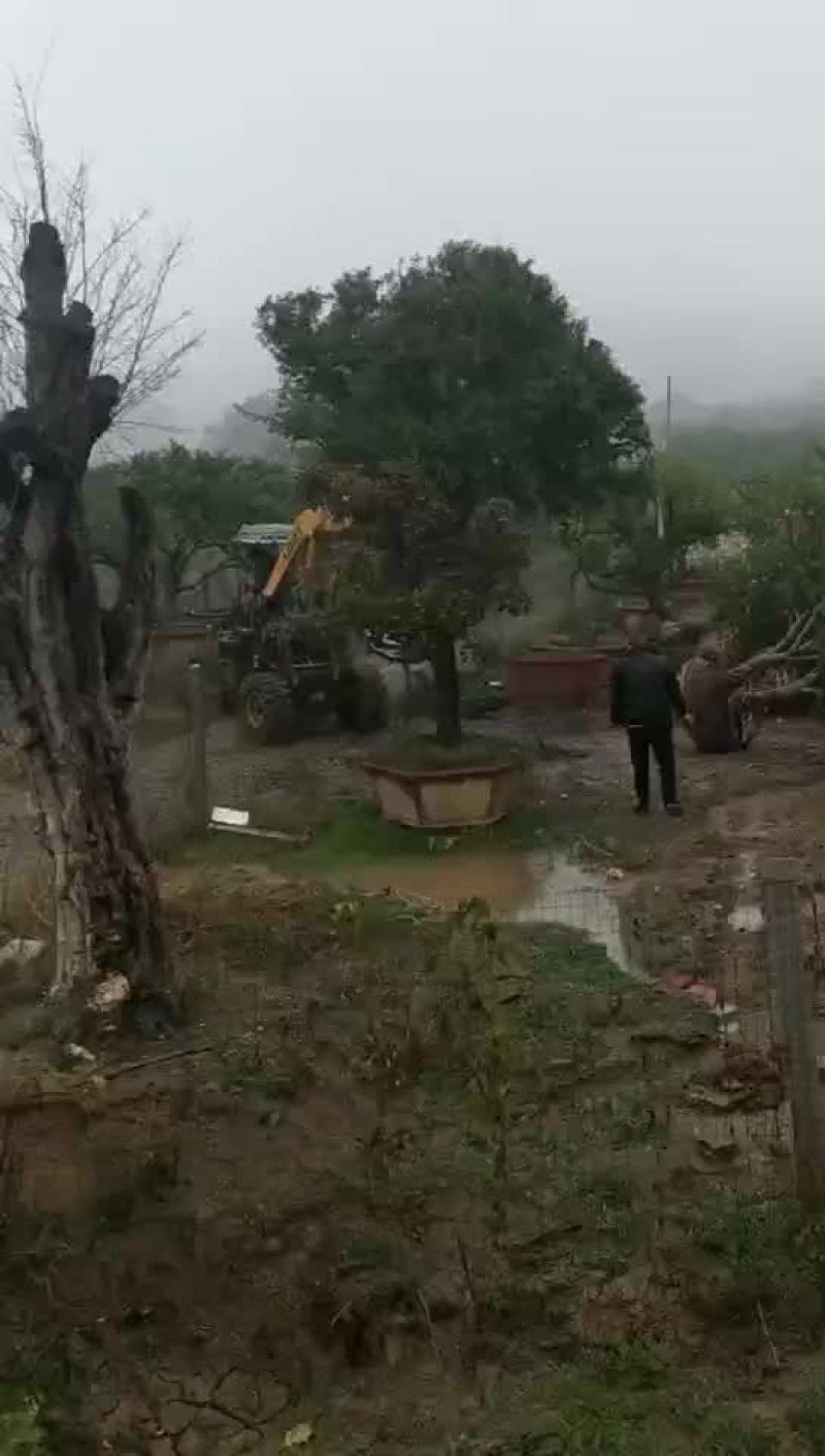 大型规格石榴树