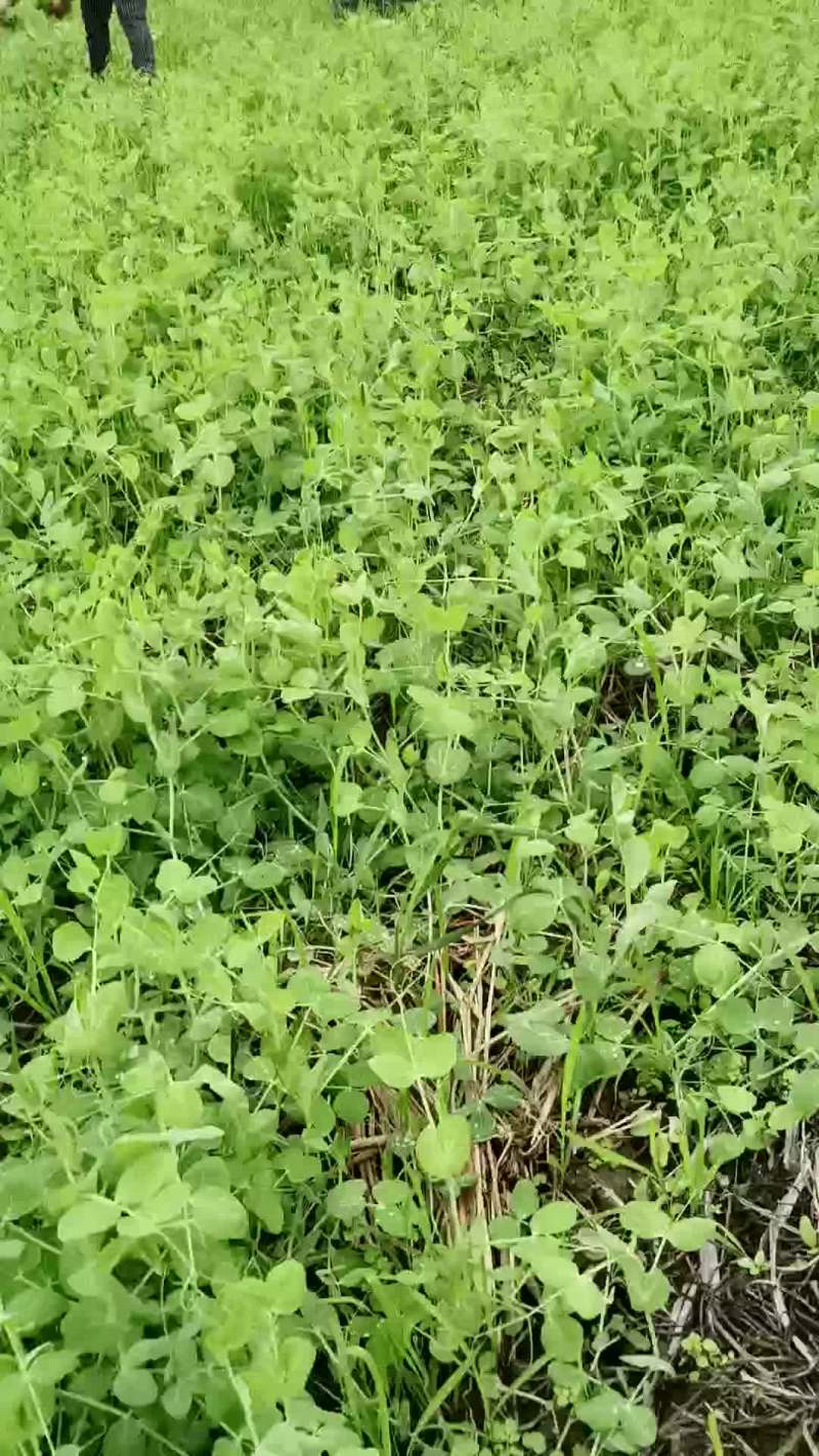 豌豆尖