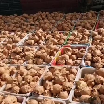 辽宁葫芦岛绥中黄金帅大量现货价格美丽有需要的联系我，