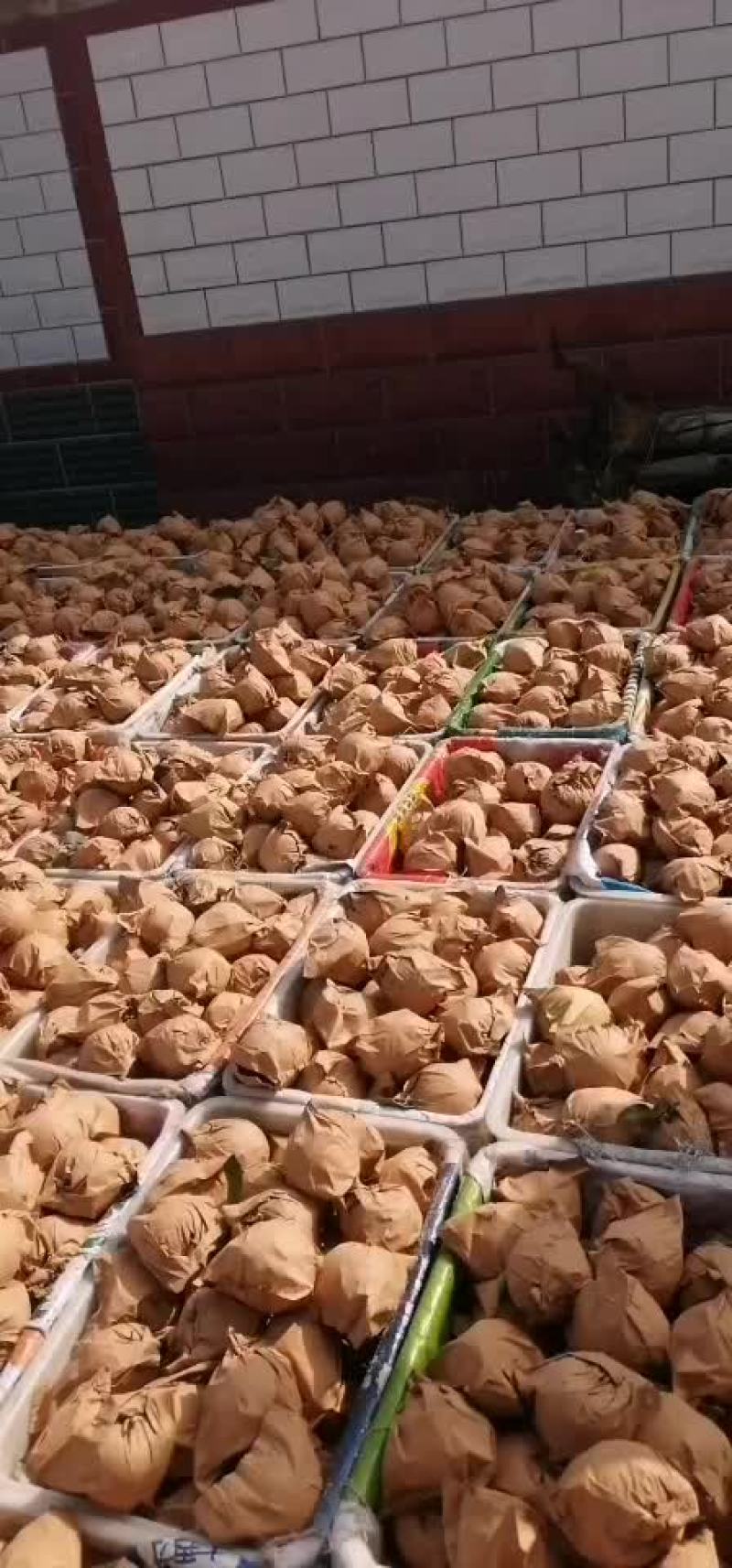 辽宁葫芦岛绥中黄金帅大量现货价格美丽有需要的联系我，