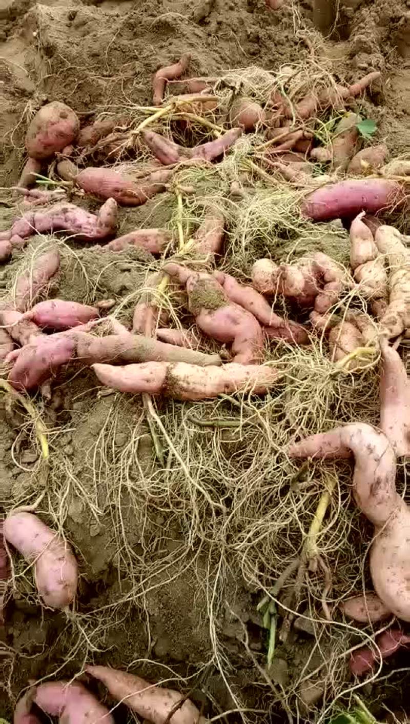 红番薯
