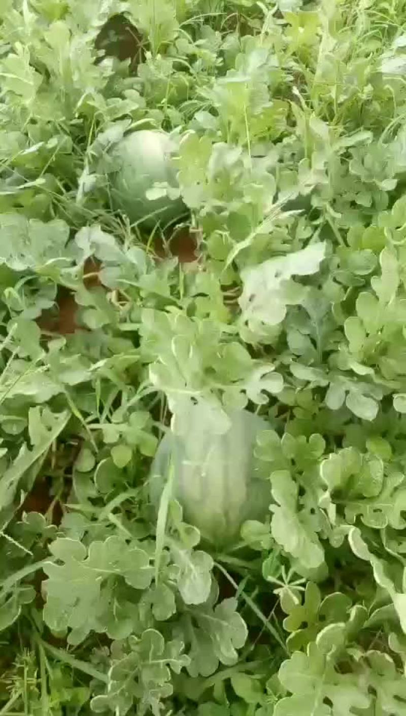 哈密瓜