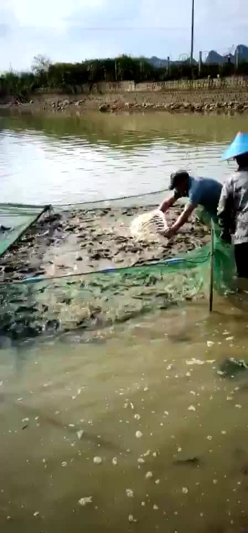 黄谷鱼🐟