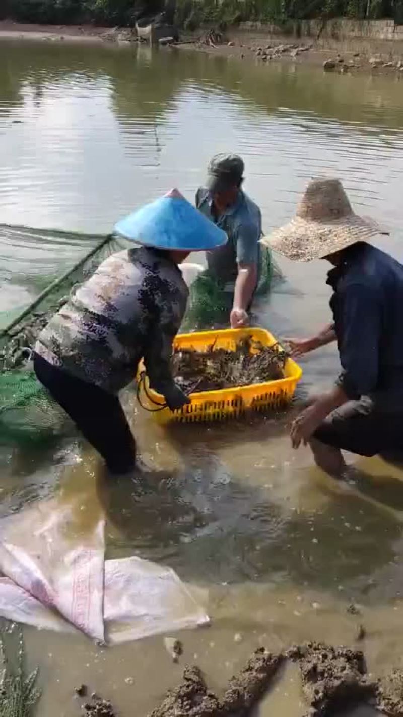 黄谷鱼🐟
