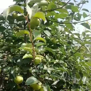 苹果梨