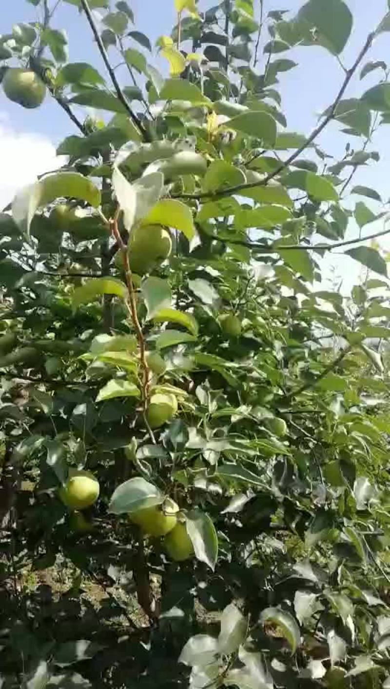 苹果梨