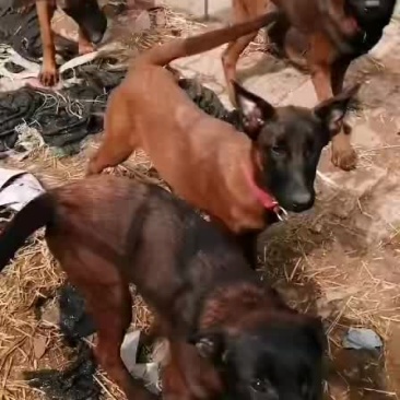 马犬