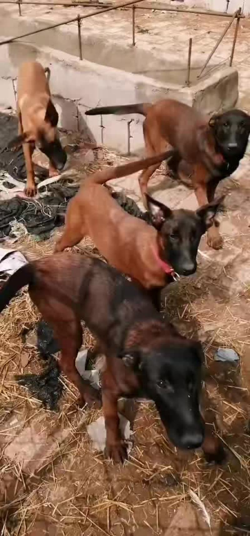 马犬