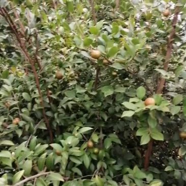 油茶果