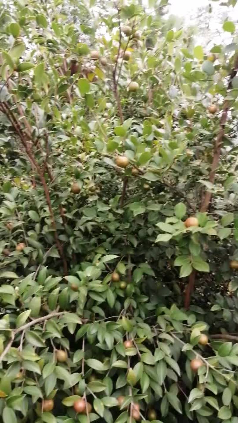 油茶果